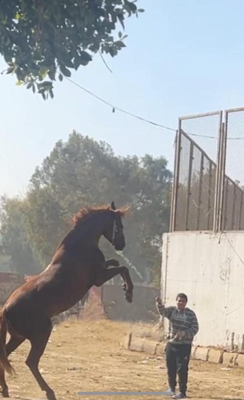 A In A Horse Farm With Pyramid View From Terraces Farm stay Cairo